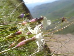 Dianthus basuticus subsp. basuticus floral back view